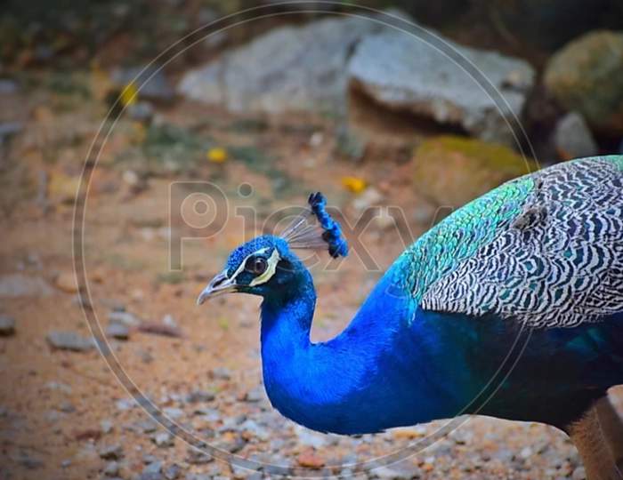 Beautiful blue peacock walking for his food