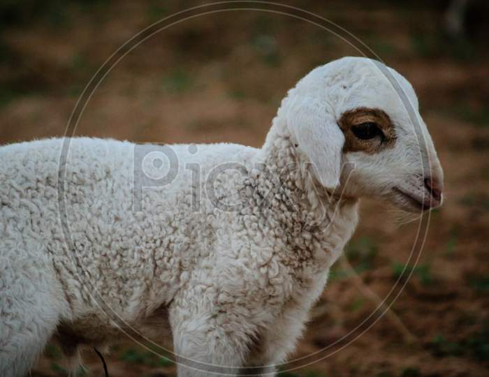 Close Up Of Cute White Indian Sheep