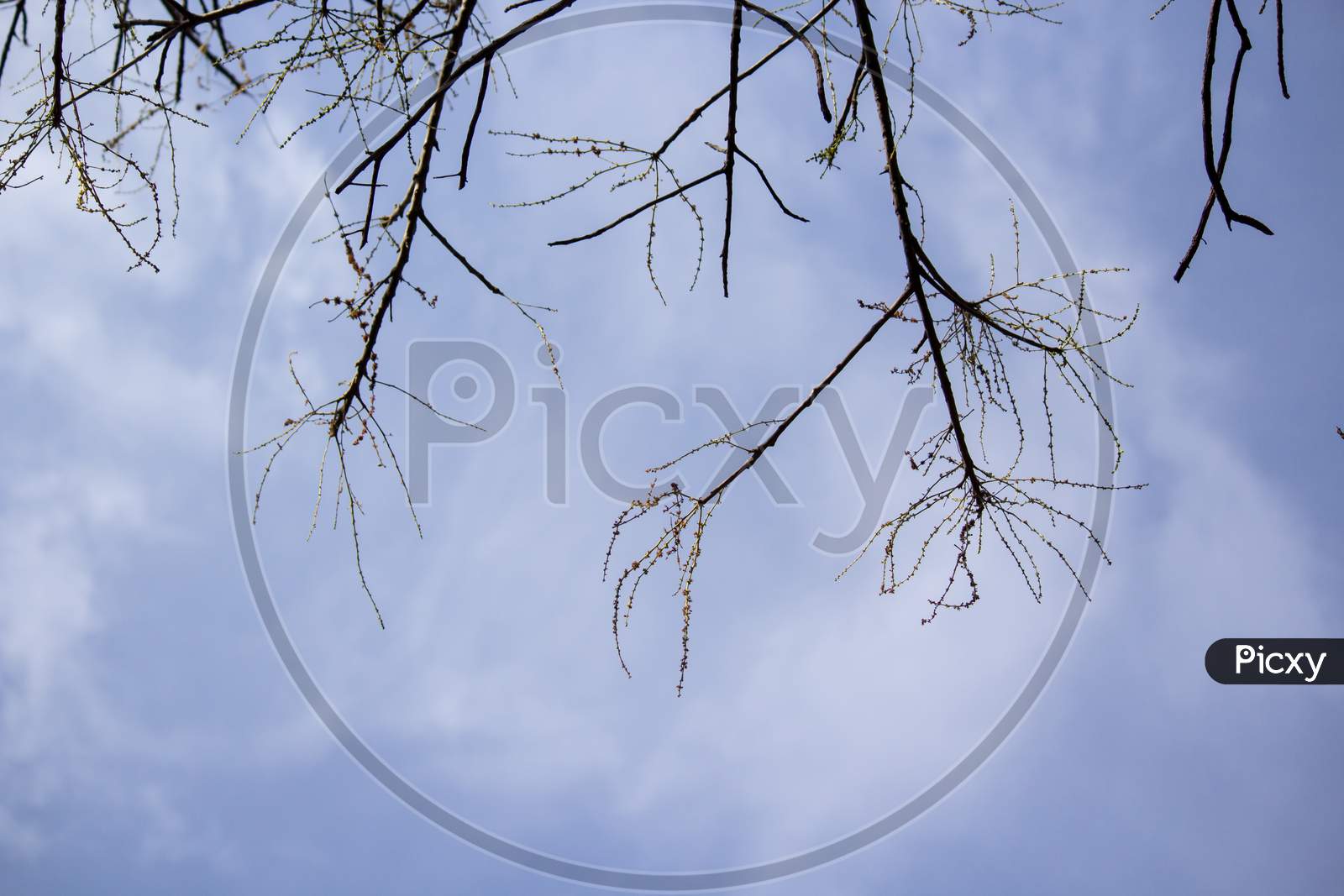 Low Angle View Of Tree Branches Against The Sky