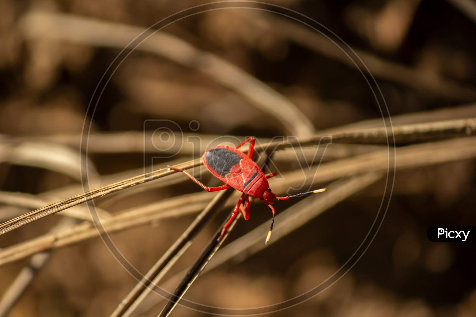 Red Locust Standing On A Plant
