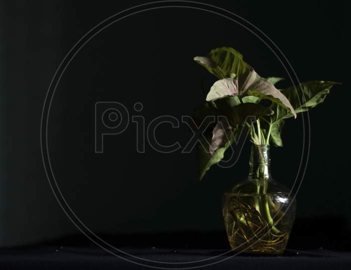 Glass vase with living Syngonium plant in dark background
