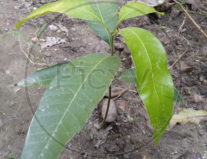 Plant photo
