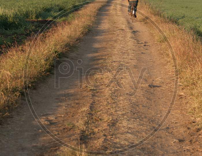 Farmer On Bicycle In The Field