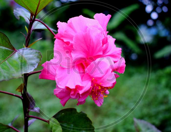 Beautiful Garden Pink Hibiscus Flower. Close Up Shot Of Pink Hibiscus Flower In The Garden. Pink Hibiscus Flower, Plant And Nature Concept. Beautiful Pink Flower Blooms In The Garden. Flowering,