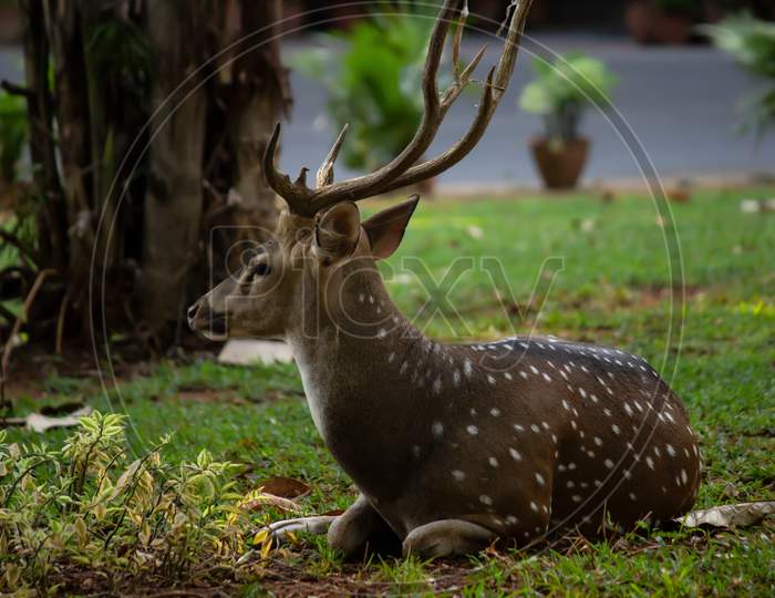 Spotted Deer Lying On The Lawn And Looking Away