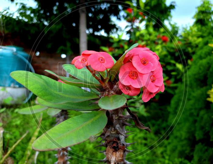 Rose pink flower Botany flowring plant plant plant stem crown of thorns terrestrial plant