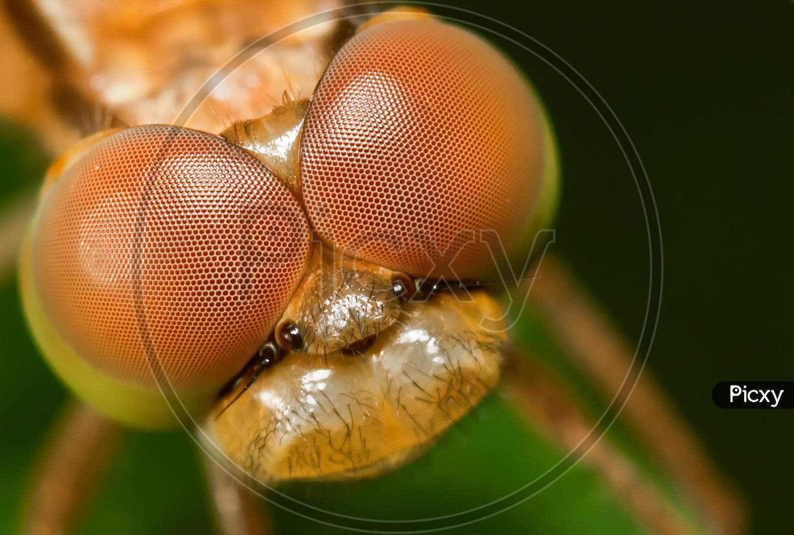 Extreme Closeup Of Dragonfly Compound Eyes