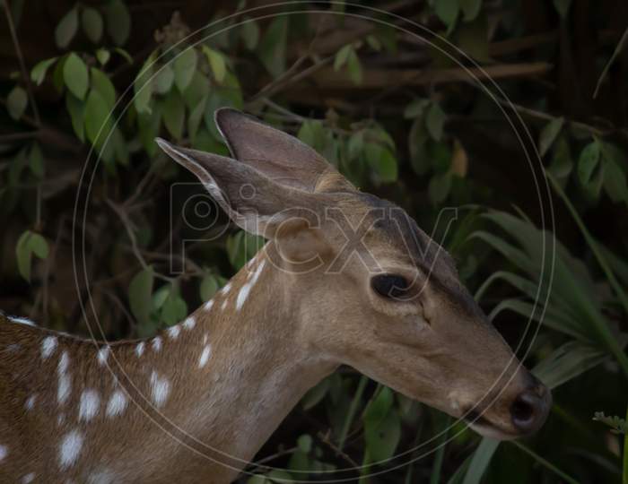 Close Up Of Spotted Deer'S Head