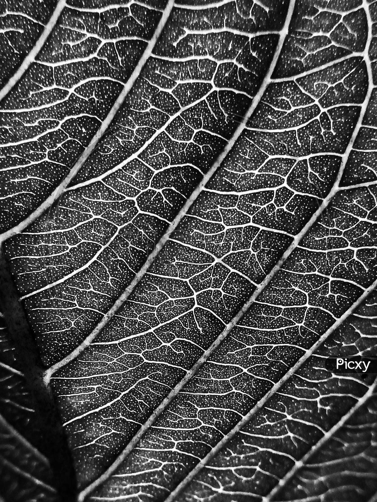 macro shot of leaf