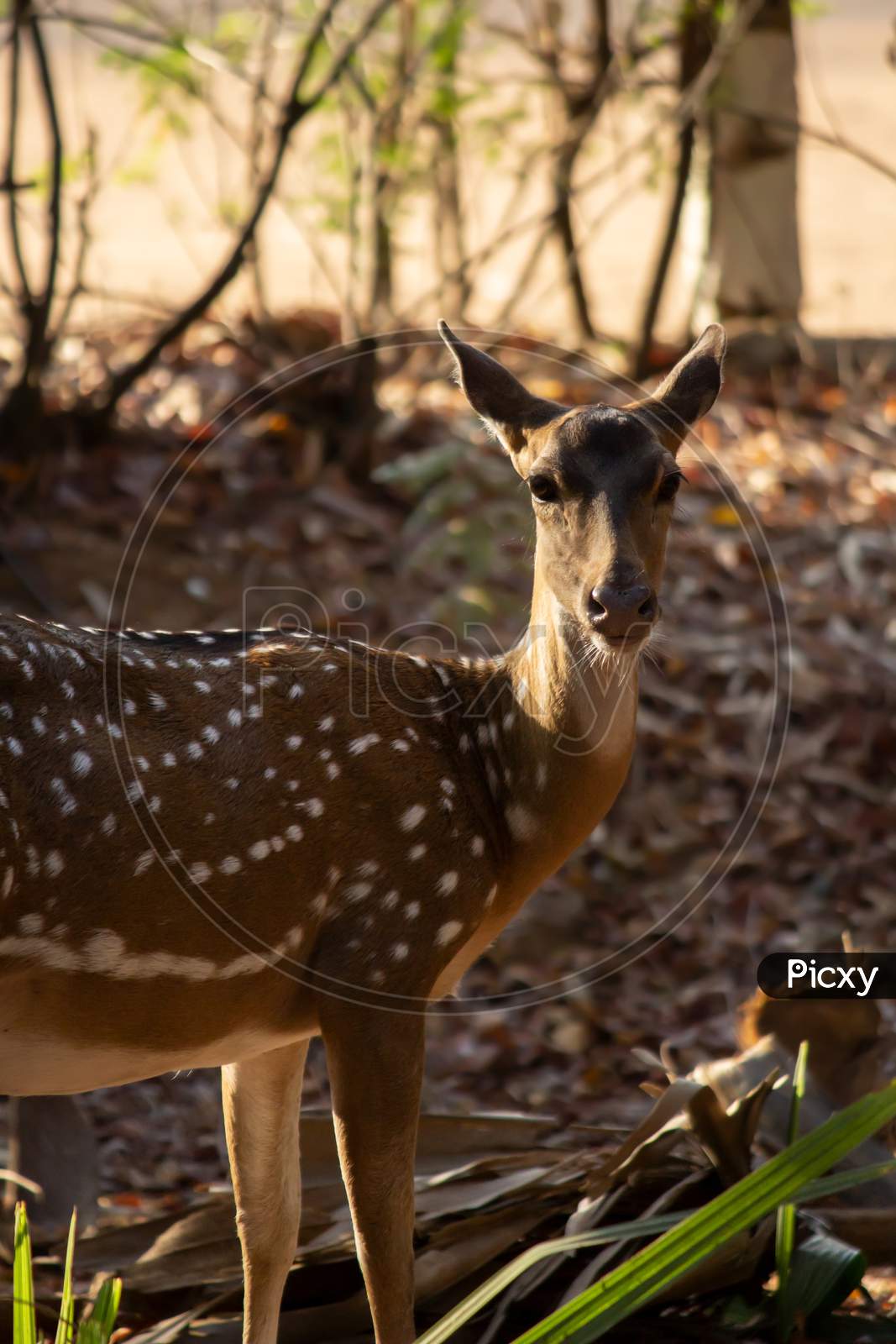 Portrait Of A Spotted Deer Looking At The Camera