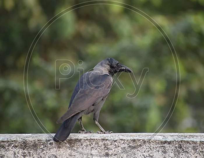 A INDIAN Crow sitting on the wall