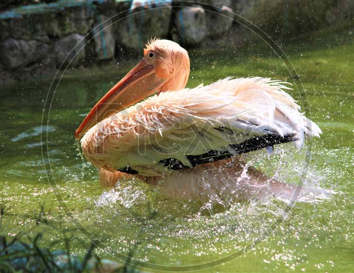 Beautiful White Pelican