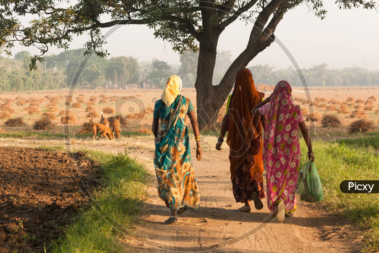 Indian Farmer Having Walk In The Field.