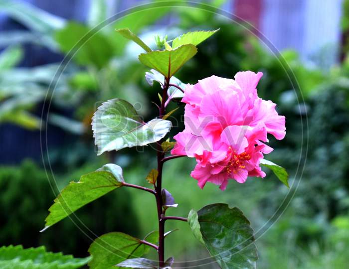 Beautiful Garden Pink Hibiscus Flower. Close Up Shot Of Pink Hibiscus Flower In The Garden. Pink Hibiscus Flower, Plant And Nature Concept. Beautiful Pink Flower Blooms In The Garden. Flowering,