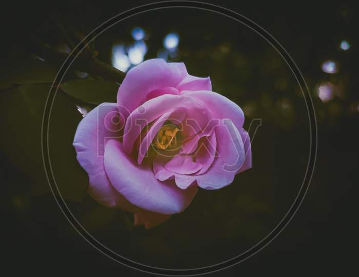 Pink Rose in moody effect.