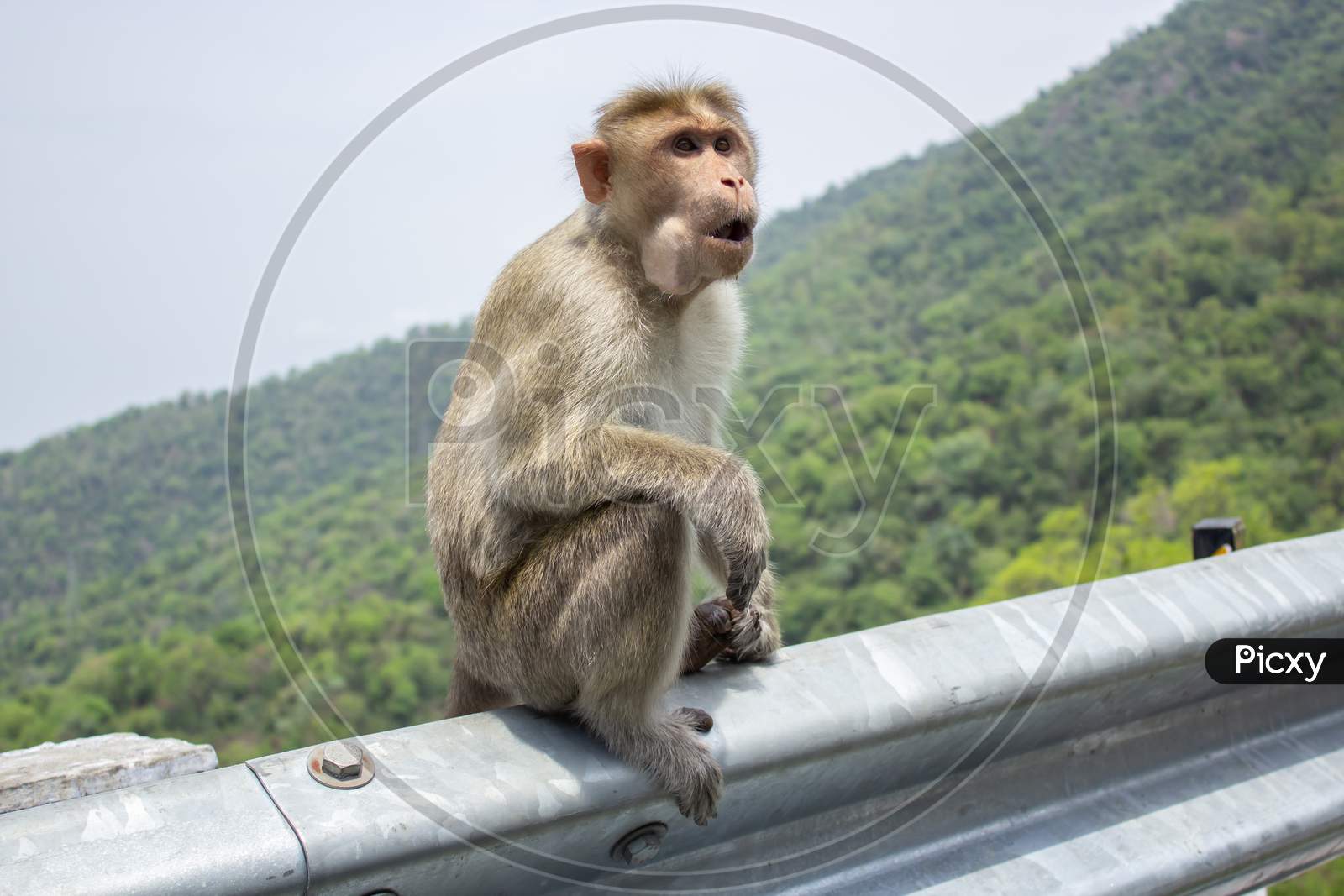 Portrait Of An Indian Monkey Sitting On A Metal Fence On A Mountain
