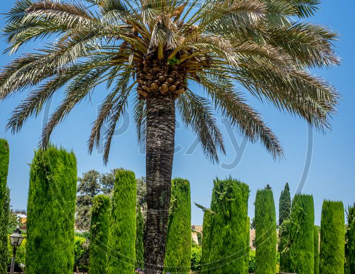 Tall Palm Trees In The Jardines, Royal Garden Of The Alcazar De Los Reyes Cristianos, Cordoba, Spain, Europe