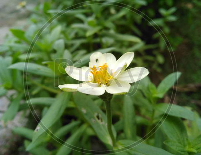White Mini Flower