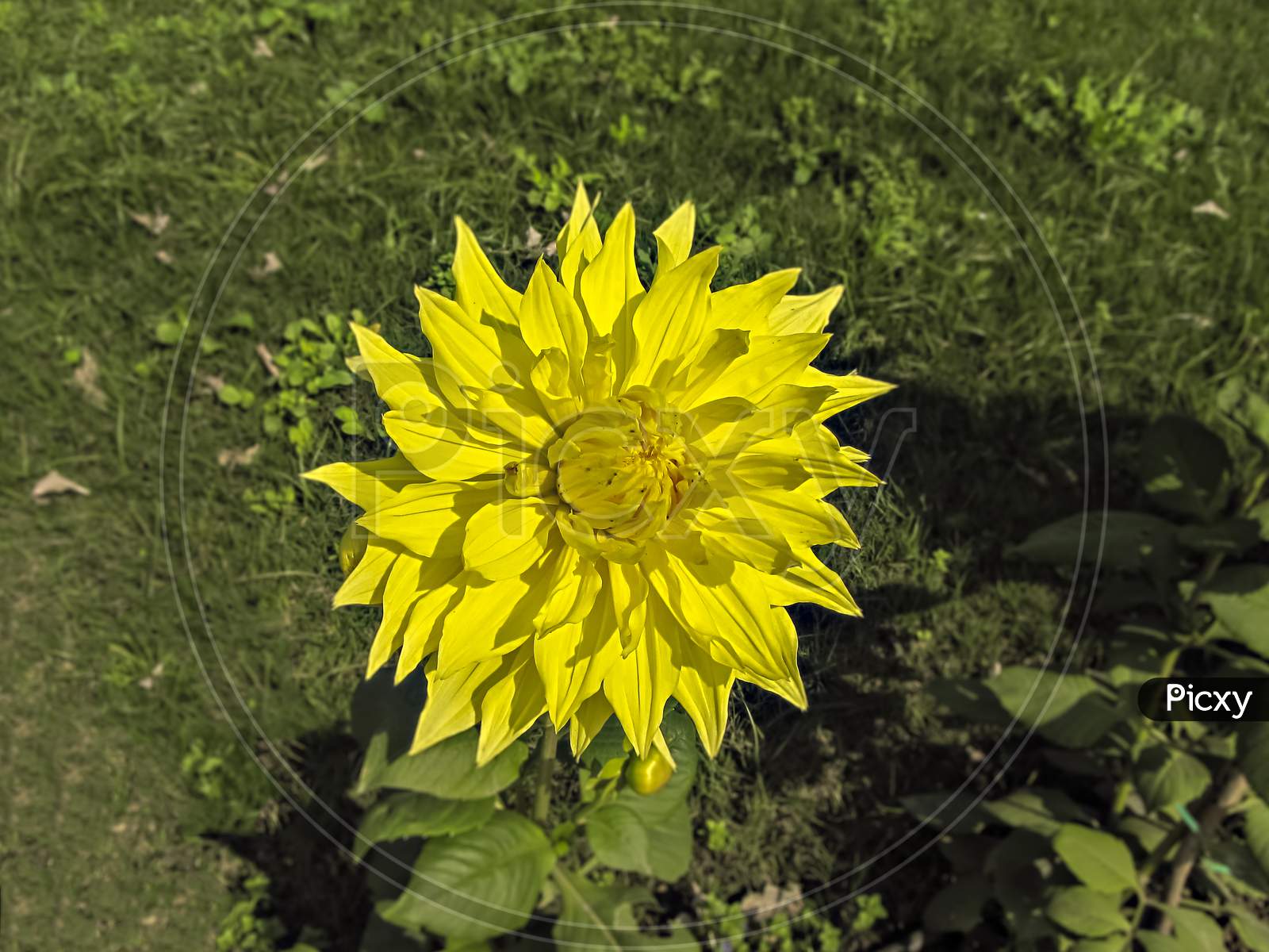 Selective Focus, Blur Background, Close Up Of Bright Yellow Dahlia Flower In Park.