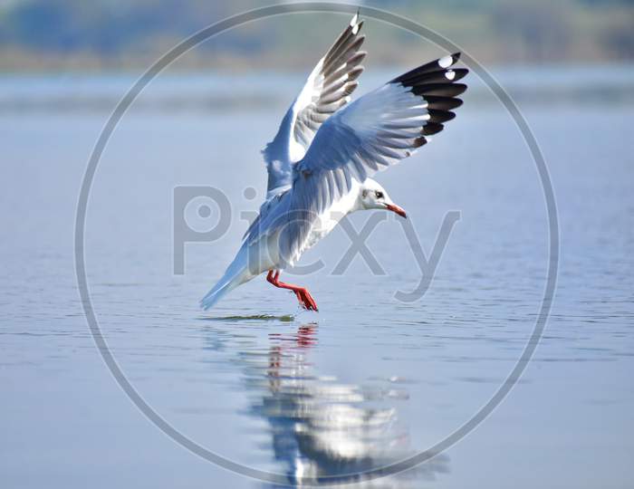 Bird landing in water and reflection