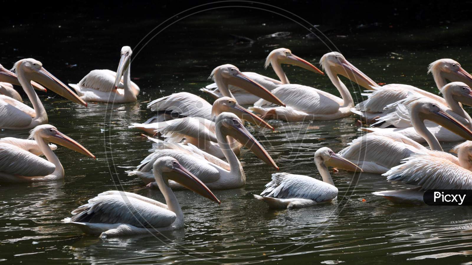 Rosy Pelicans Swim In A Pond Inside An Enclosure, At Assam State Zoo Cum Botanical Garden In Guwahati Sep 3, 2020i, Thuresday, Sep 3, 2020.