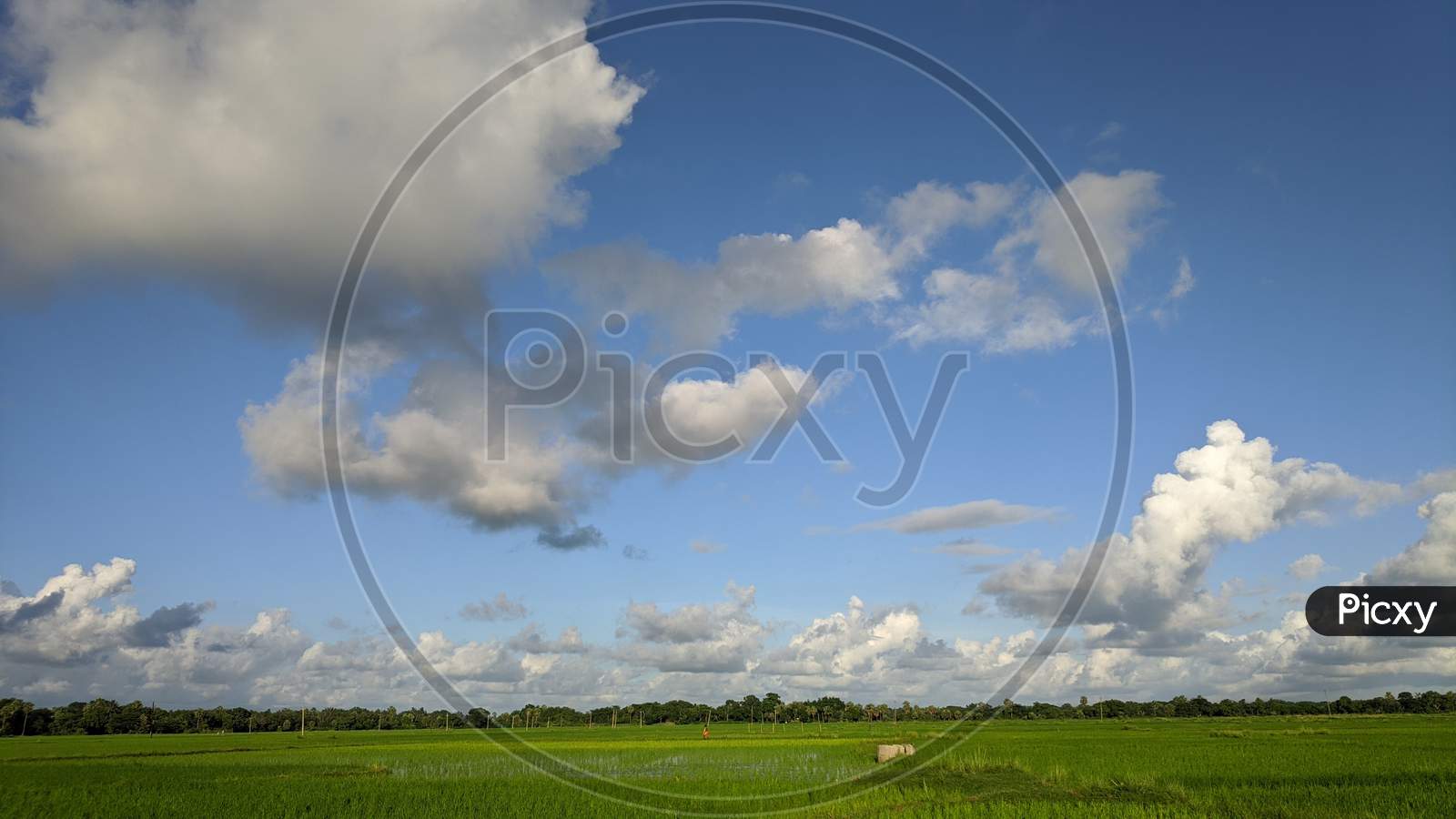 Paddy field with sky