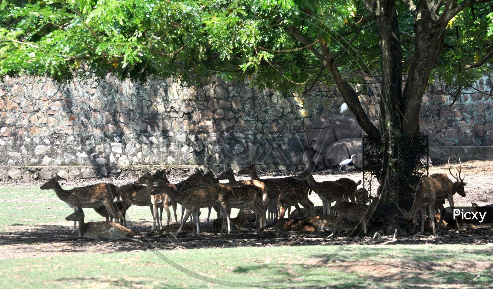 Deer take shelter under a tree to escape from scorching heat at Assam state zoo cum botanical garden in Guwahati Sep 3, 2020.