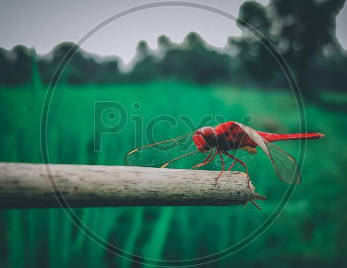 Red dragonfly,THE QUEEN