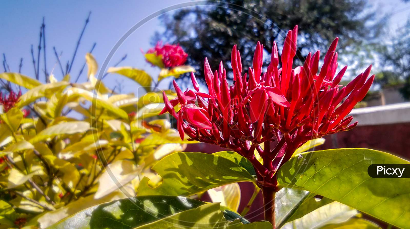 Flower in sunny day