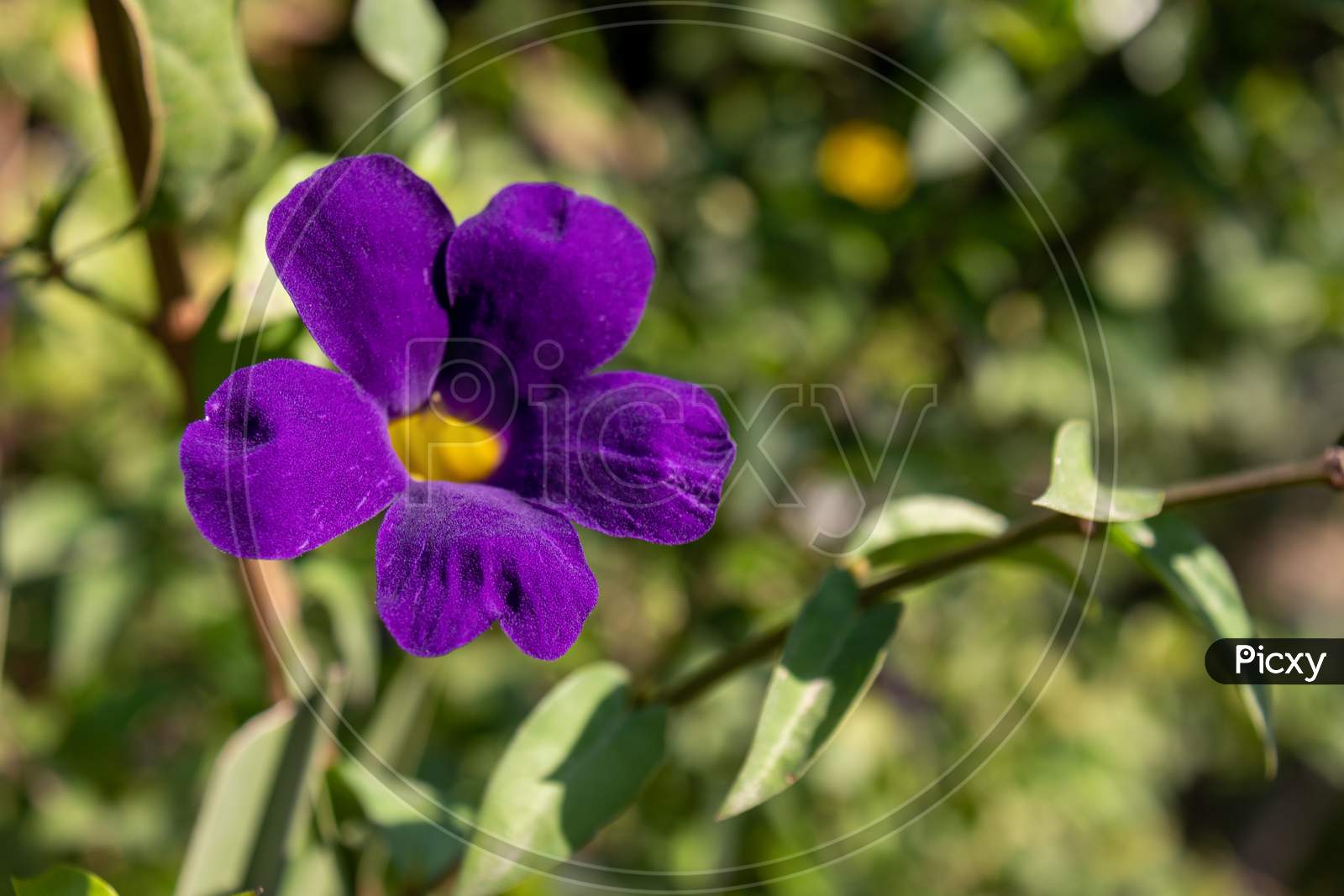 Wild species of Purple flower