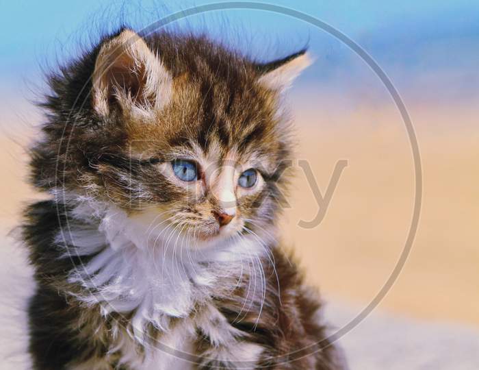 Kitten baby cat