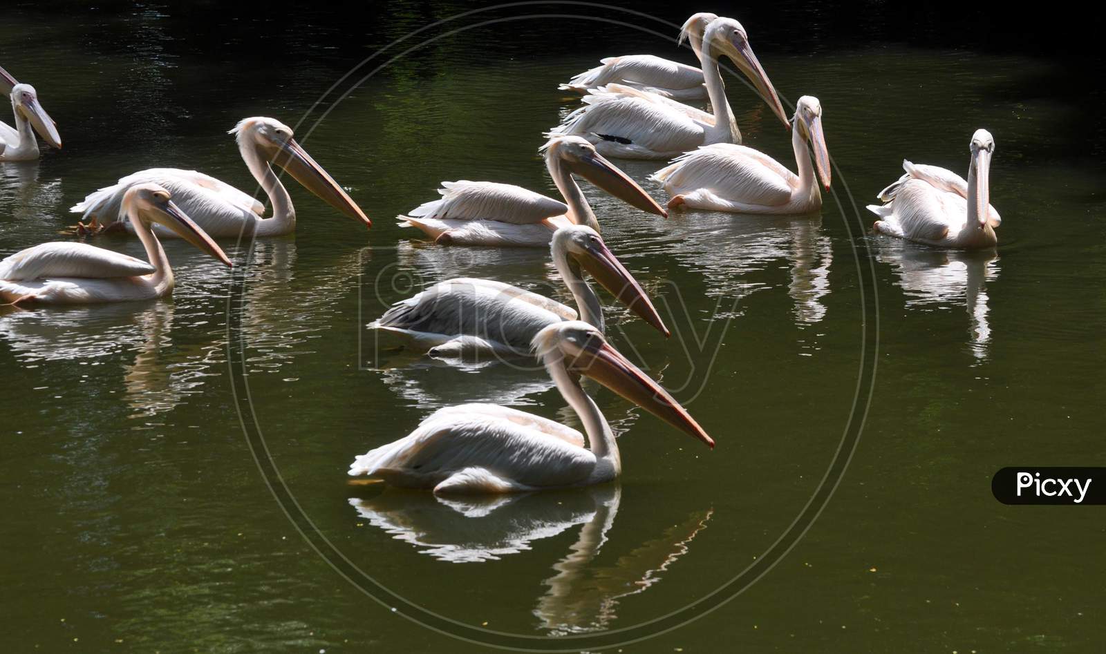 Rosy Pelicans Swim In A Pond Inside An Enclosure, At Assam State Zoo Cum Botanical Garden In Guwahati Sep 3, 2020