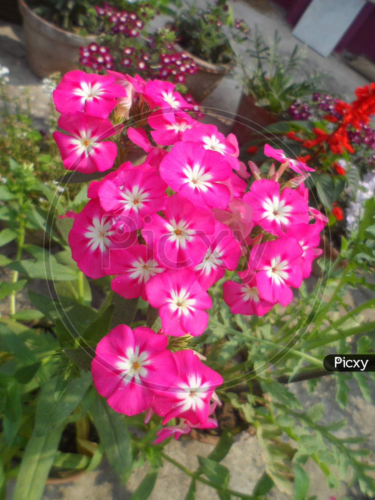 Pink Sweet william flower of garden in India.