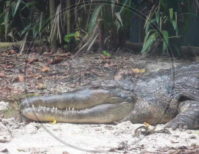Crocodile in Singapore Zoo