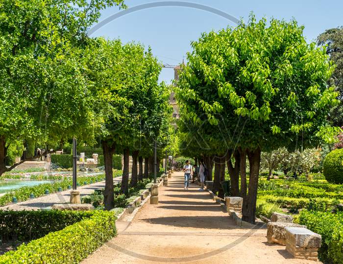 Cordoba, Spain - June 20: Orange Trees In Jardines Park