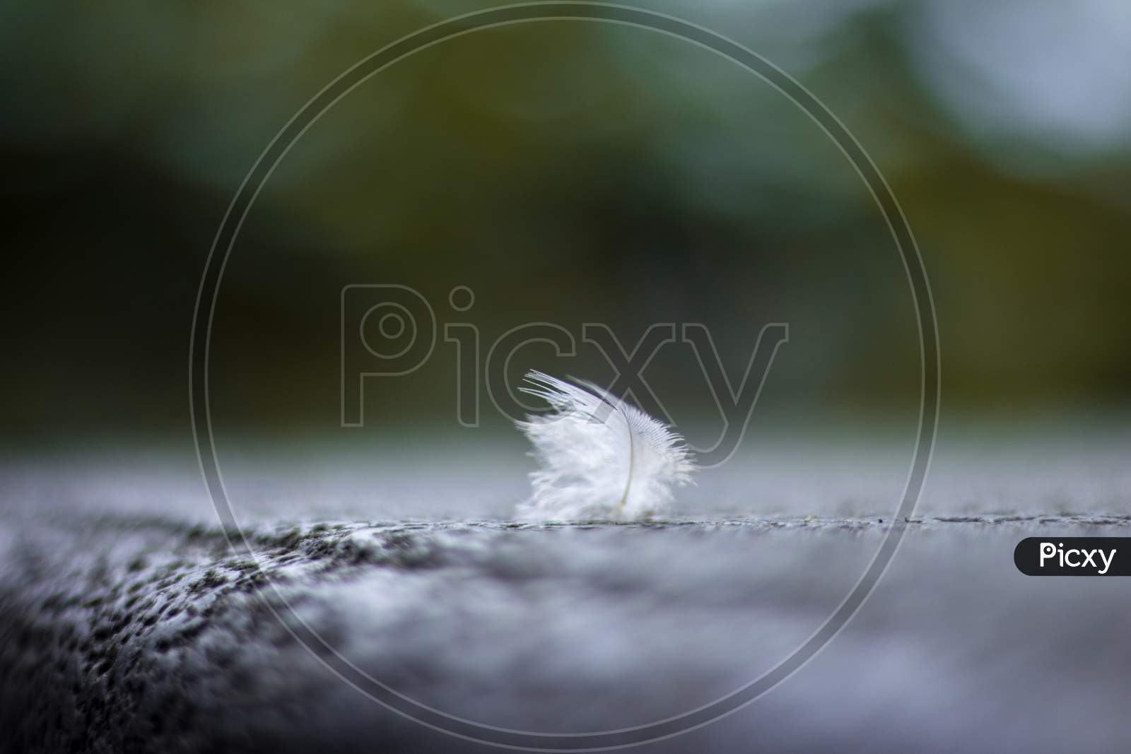 feather macro photography