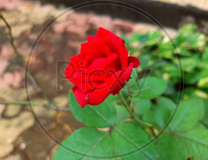 A beautiful red rose plant, macro photo