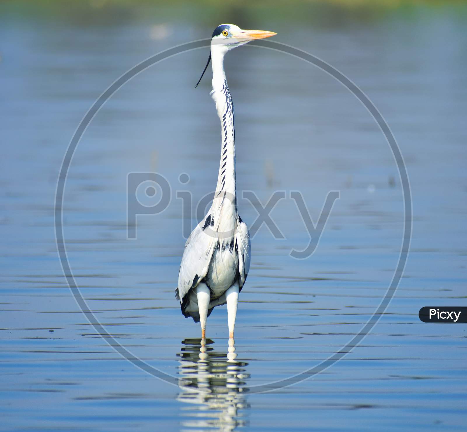 Grey heron bird standing in river water