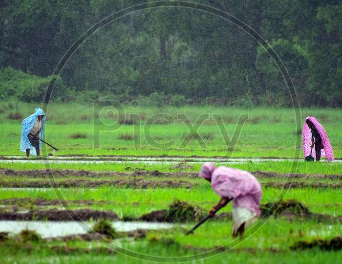 Farming in rains.