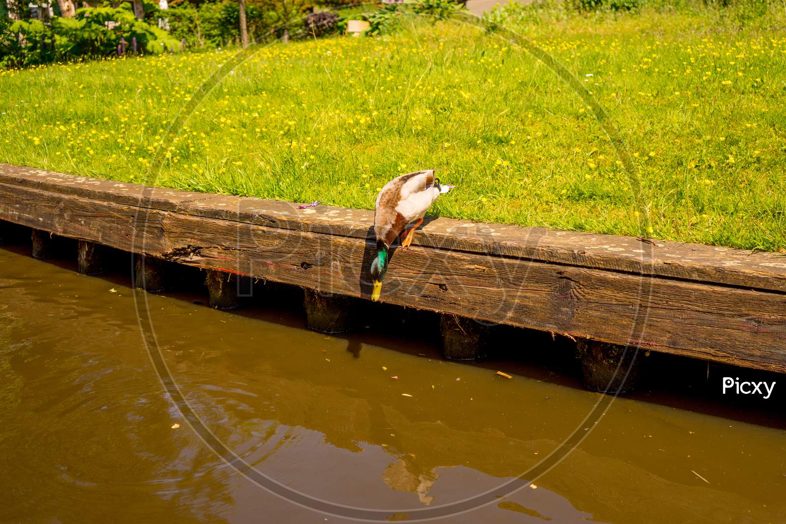 Netherlands, Giethoorn, A Duck About To Jump Into The Water