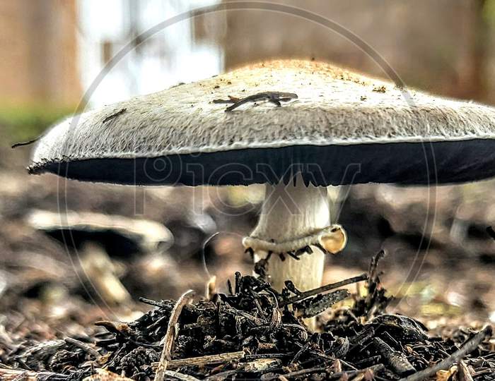 Agaricus Mushroom