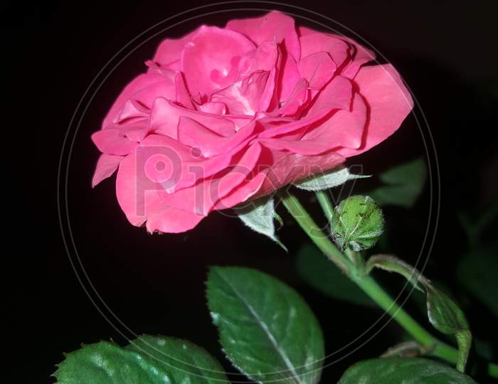 rose flowers isolated on black background with clipping path