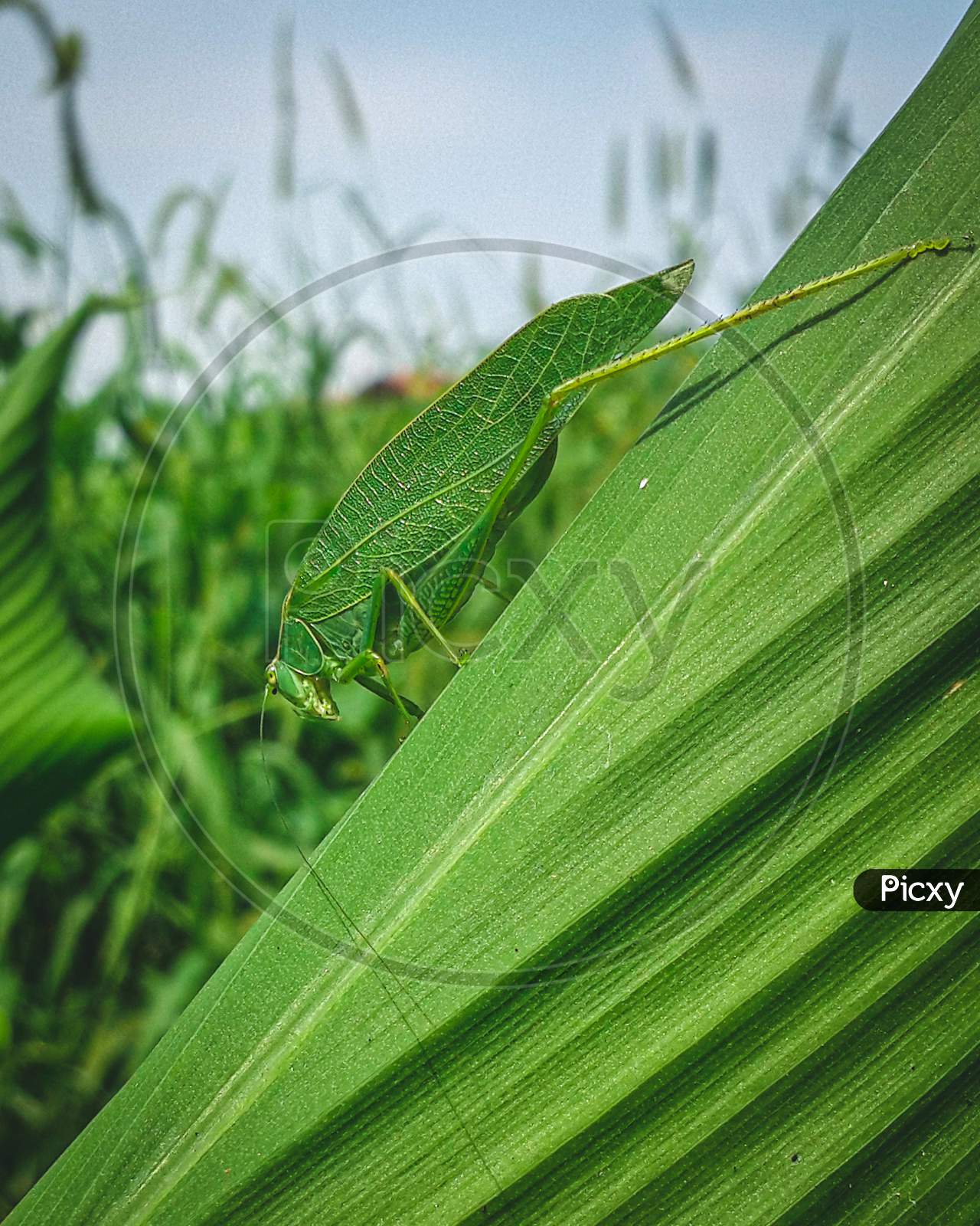 Green bush cricket grasshopper on a large leaf looking down