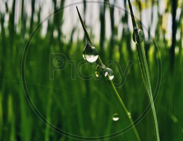 Water Drop on The leaf