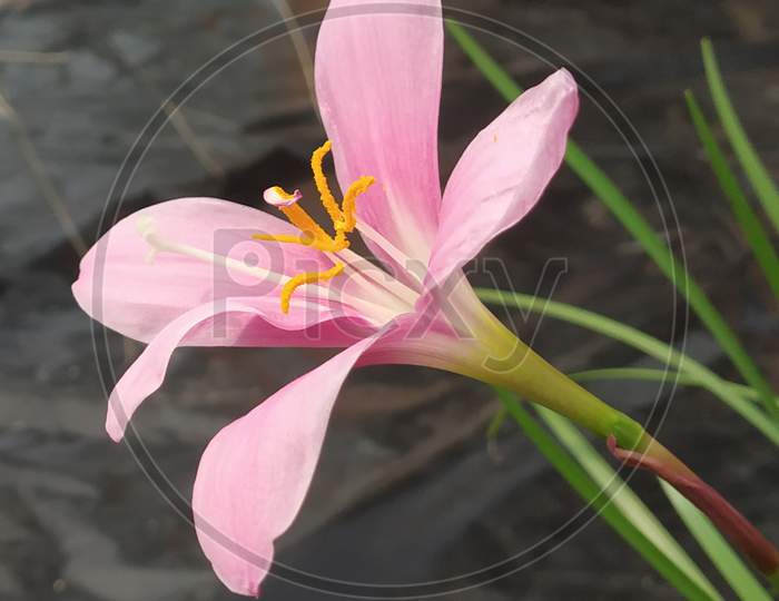 A wild flower beautiful lily close up macro