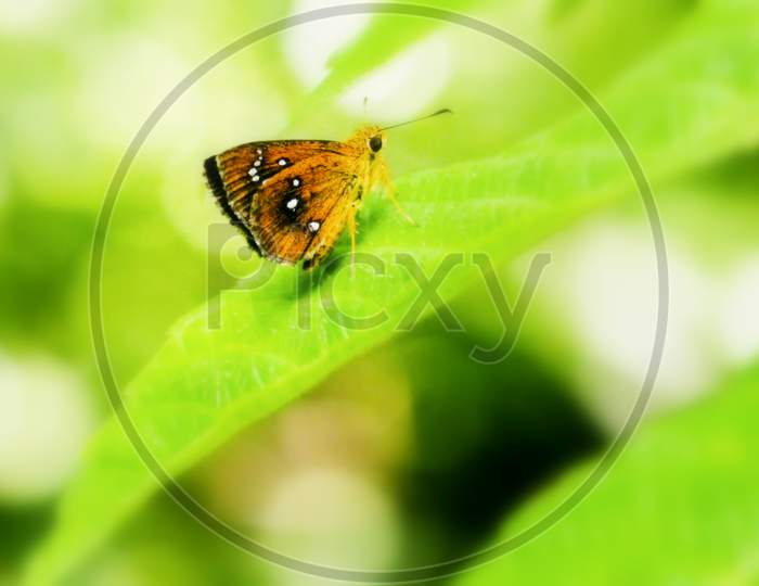 Butterfly On Green Leaf.Bokeh Blurry Background.
