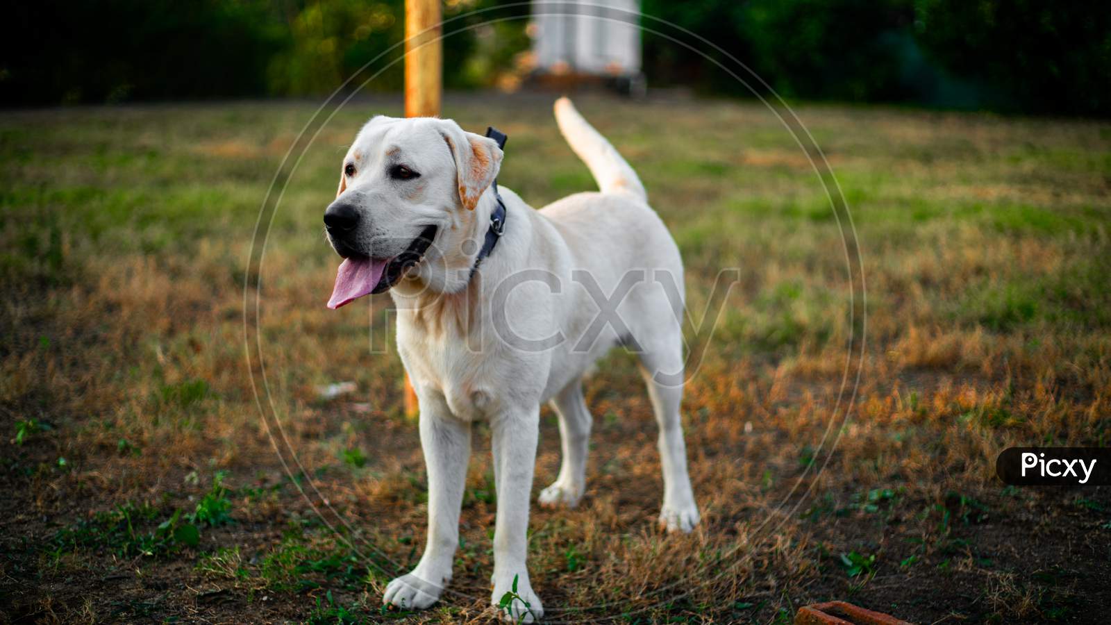 Labrador Dog, White dog