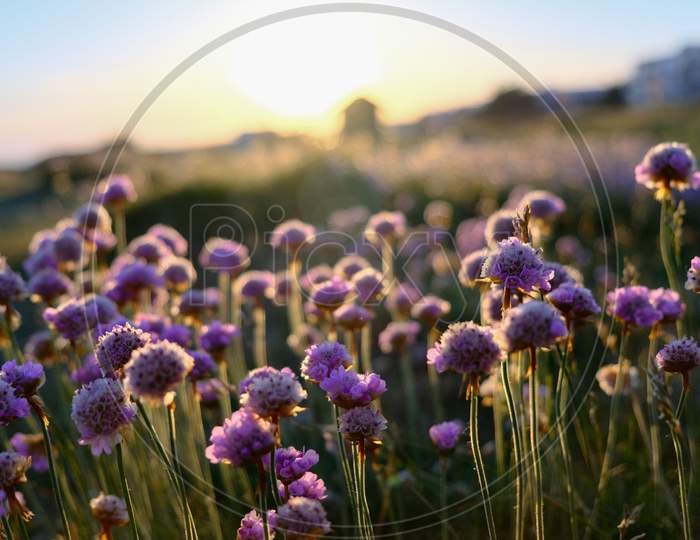 Purple flowers in the sunset