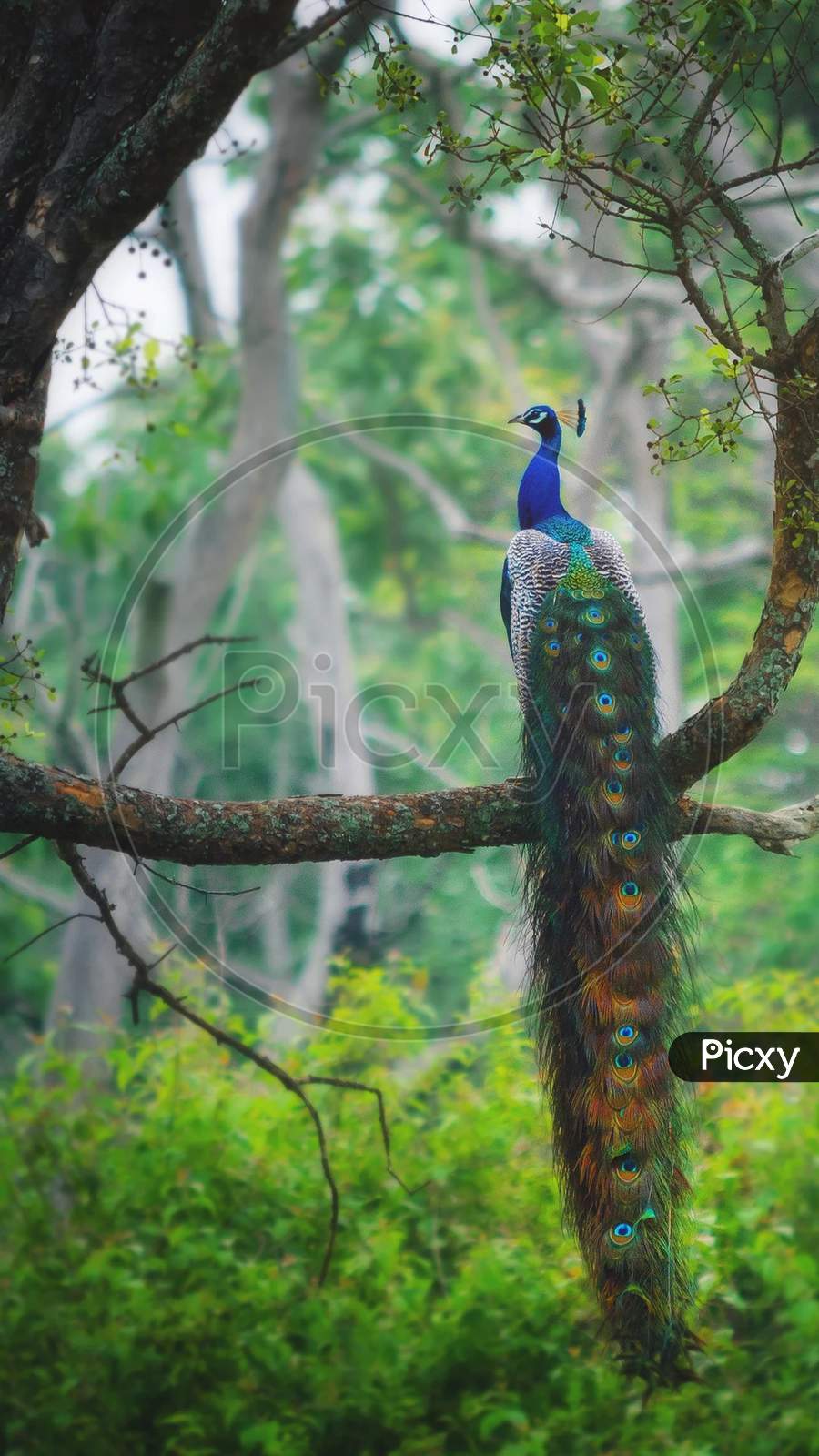 Image of Peacock lovely nature-NU143687-Picxy