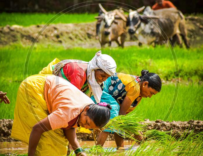 This is the photograph of people doing their work in paddy field. In local language of kokan it is called as Lavani.